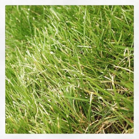 11695776_896217286310_8226512668598614827_n